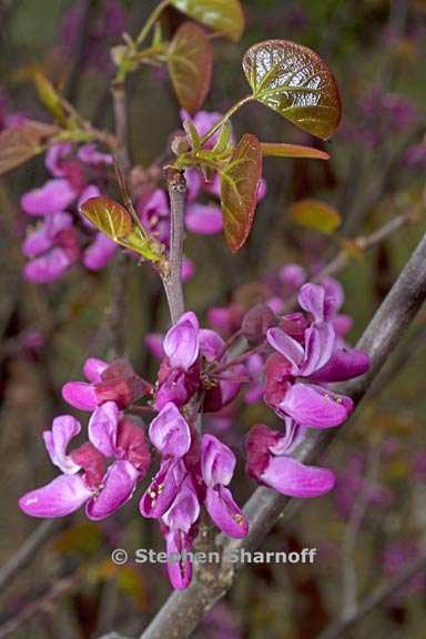 cercis occidentalis 4 graphic